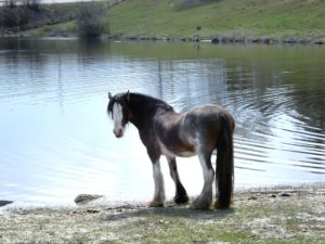 leading a horse to water - you can't teach anyone to have the desire to make money online